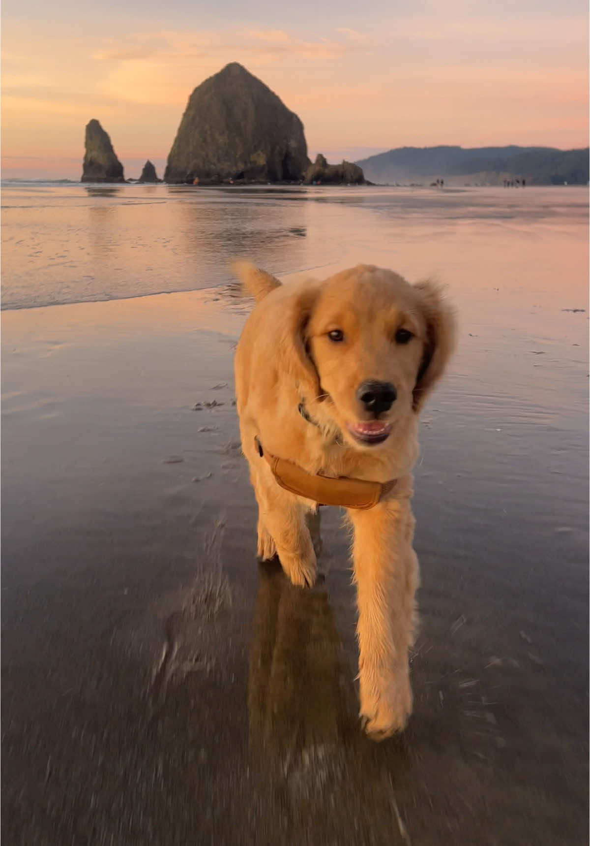 The cutest puppy trot 🥹 #goldenretriever #cannonbeach #pnw #puppytiktok #puppiesoftiktok #dogs #oregon #cannonbeach #pnwlife