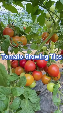 #garden #gardening #plant #planting #farming #farm #vegetable #vegetablegarden #tomato #gardentips #planterstrickshot #gardening101 #veggies #tomatoes #fertilizer #agriculture 