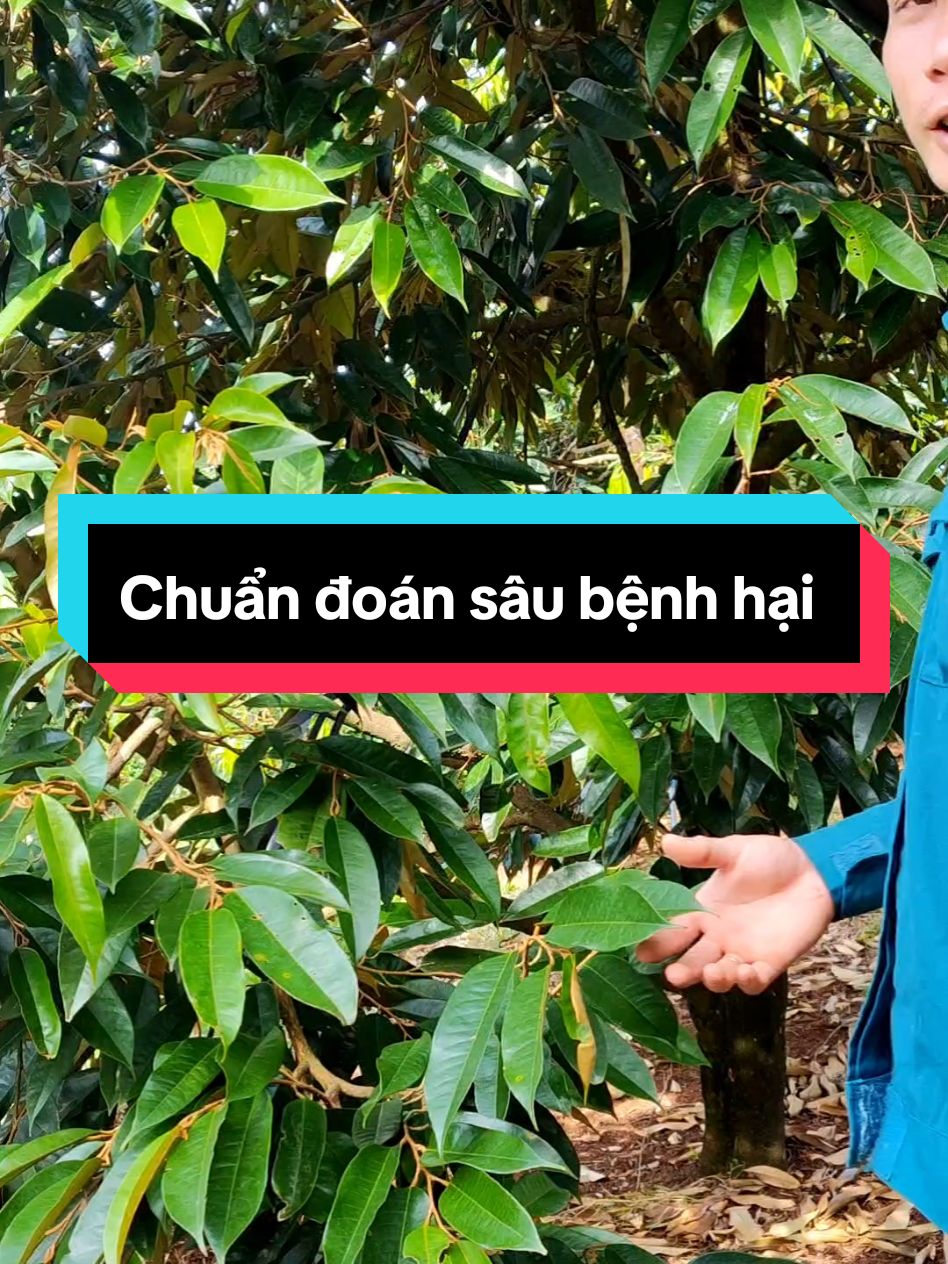 Ứng dụng rất hay cho bà con nông dân#chămsóchoasầuriêng #chamsocsaurieng #Chămsóccơiđọt #nghiasaurieng #nguyendacnghia #saurieng #sauriengthai #lambongsaurieng 
