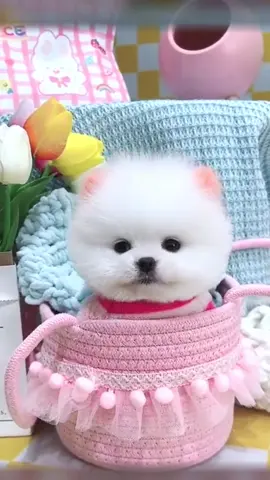 Beautiful! Dog #dog #lovely #cute 