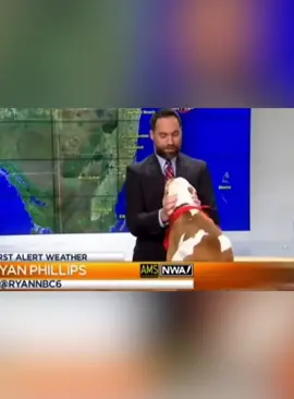 Warm moment in live news #dogsoftiktok #cutedogs #foryou #fyp 