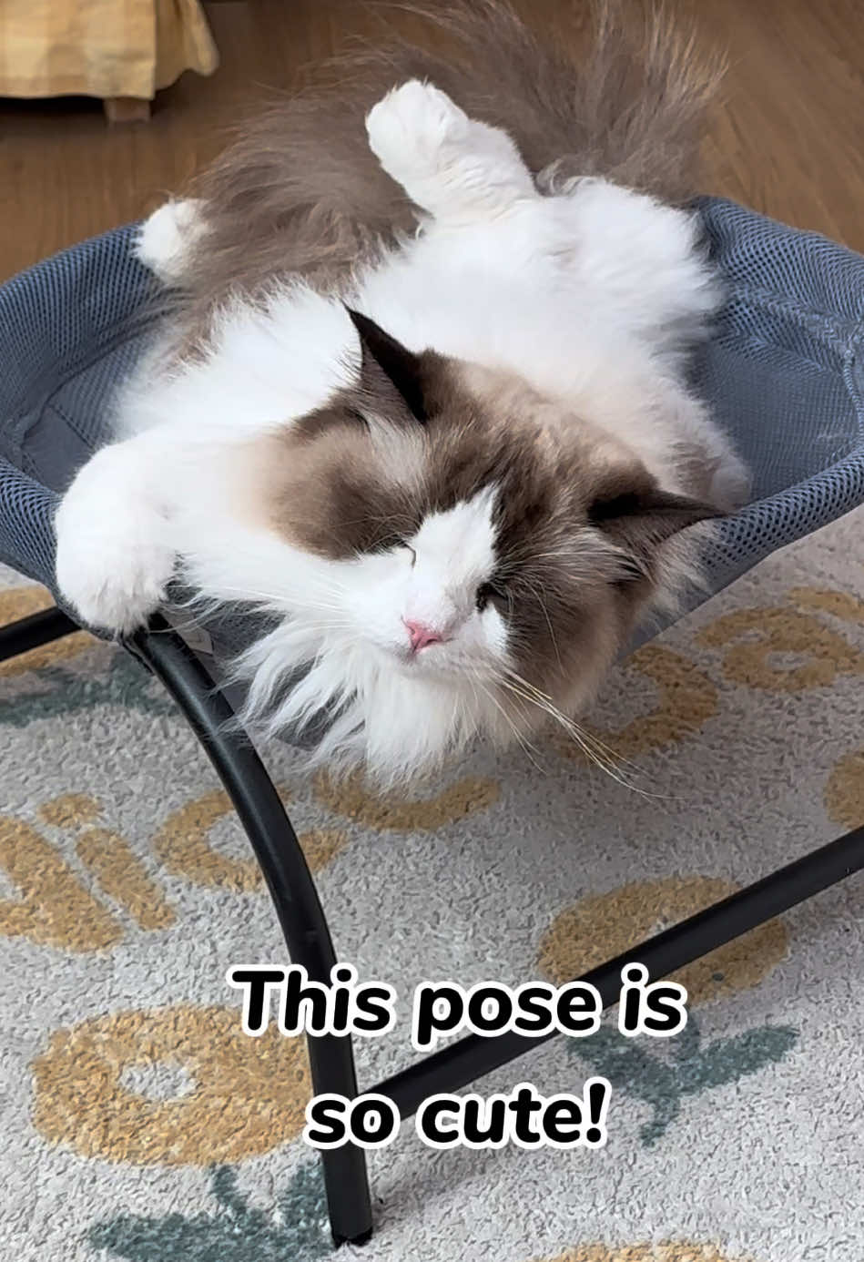 She so cute! #catbed #catfurniture #petsupplies #catsupplies #catlife #musthaves #viralvideo #TikTokShop #catsoftiktok 