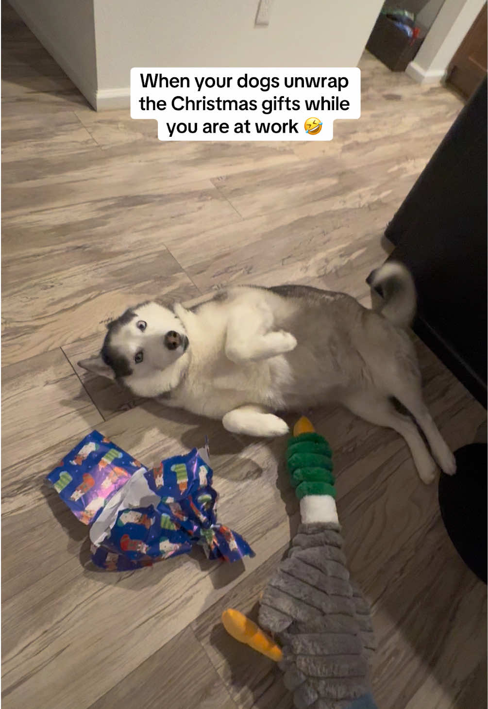 I cant get over how they knew which presents were for them 😂 #fyp #funnyvideo #christmas #dogsoftiktok 