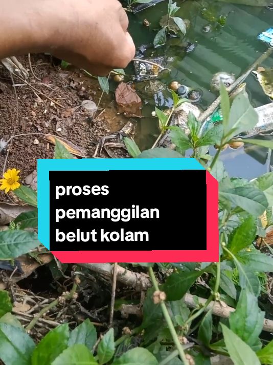 proses pemanggilan belut spaya nyambar umpan, tapi sayang gagal.. #mancingbelut #ngurekbelut  #belutkolam #belutsawah  #hobimancing #hobingurek  #elfhising #owenplatina  #fyppppppppppppppppppppppp 