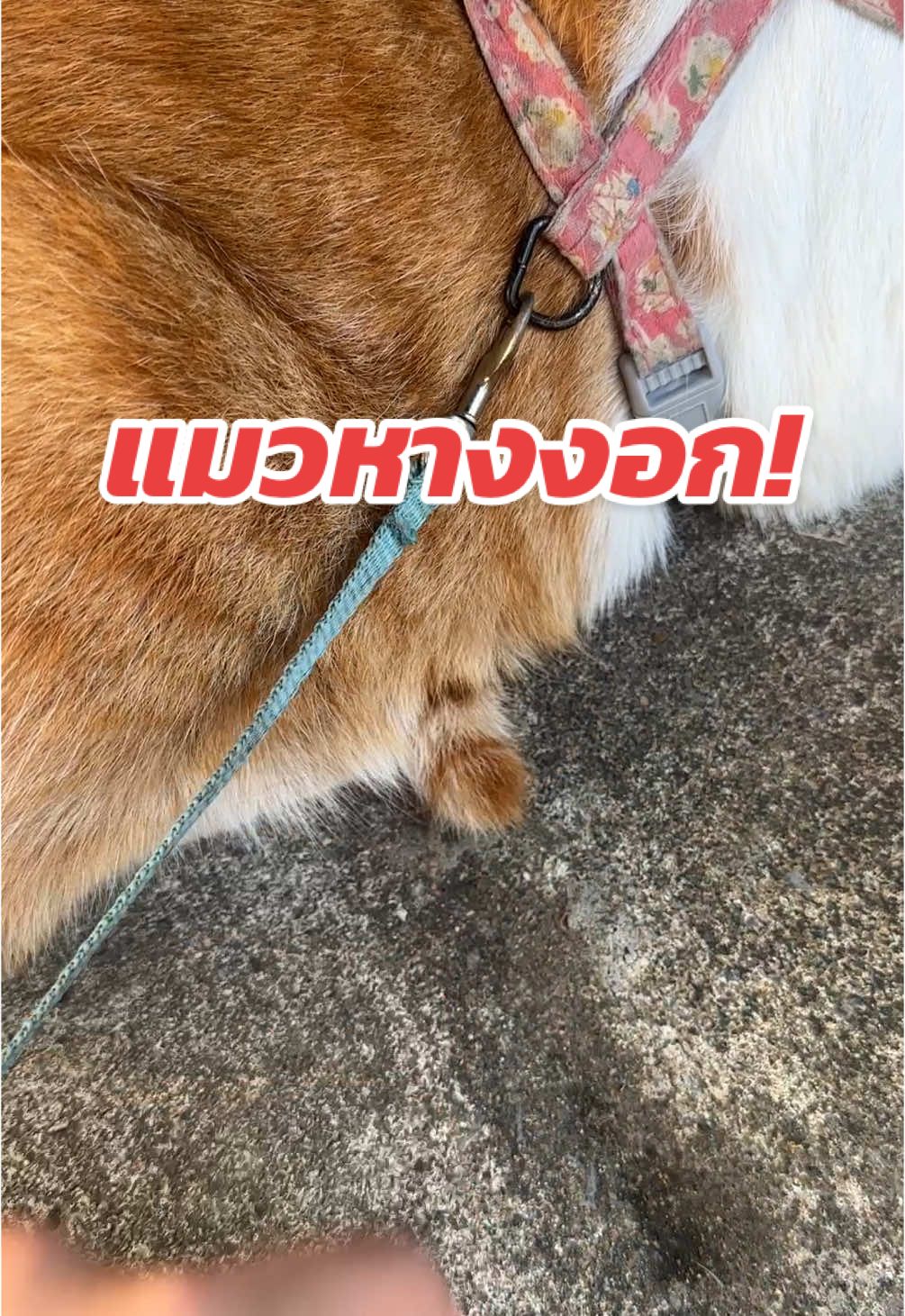 อภินิหารแมวหางงอก🤔😔 #แมว #cat #catsoftiktok #แมวน่ารัก #PetsOfTikTok #pet #fyp 