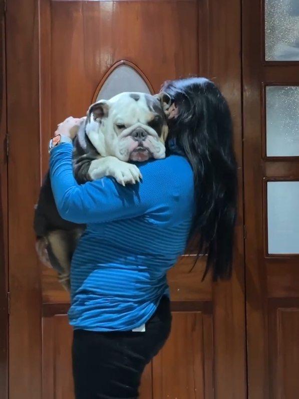 Ustedes creen que estoy gordo? #bulldogingles #bulldog #bebestiktoks #ecuador #perrhijos #gordo #amor 