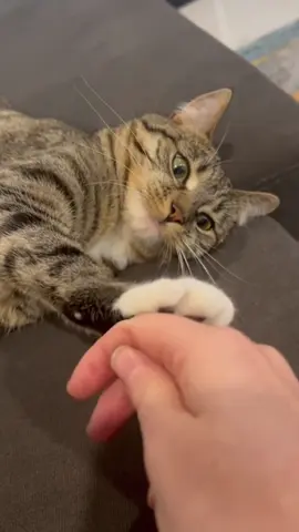 The kitten fights owner.and the kitten wins in the end #Tiktok #funnytiktok #Foryou 