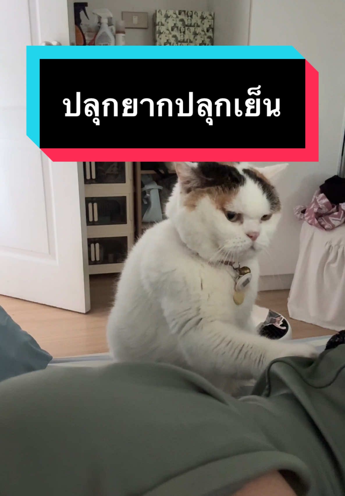 เหนื่อยเลี้ยงนุดแม่มาก #มูมินแมวเหนียง #แมว #แมวน่ารัก #แมวอ้วน #สวนสัตว์tiktok #cat #catsoftiktok 