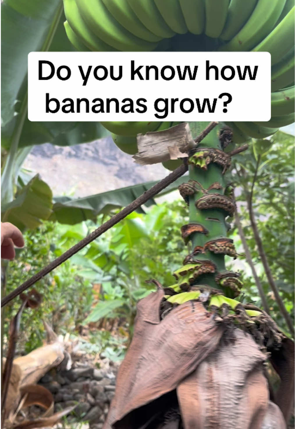 Next stop! We went to a banana farm to learn and see how it grows. Tenerife is the MAJOR supplier of Bananas on europe/ starting with Spain!  #bananas #tenerife #spain #Outdoors #gratitudemoments #God #naturelover #Hiking #blacktravel #outdoorlife 