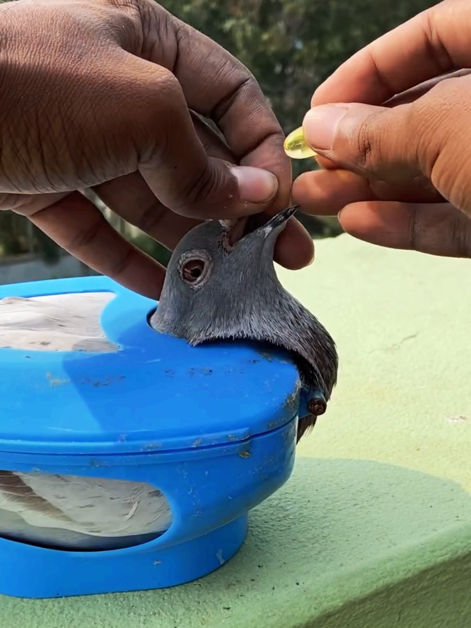 Pigeon care 🥰 #kalapatids #güvercin #কবুতর #کبوتر #कबूतर #حمامة #kalapati #racingpigeon #homingpigeon #merpati #LIVEReason #LIVEIncentiveProgram #PaidPartnership #viral #viraltiktok 