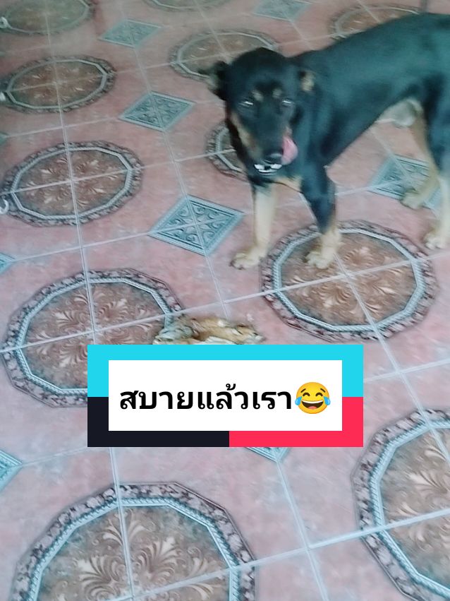 #LearnOnTikTok หากินเองได้แล้วเนาะ#บ้านหมาน้อยรับฝากเลี้ยงวันละ100 #TikTokUni #LearnOnTikTok #baanmanoy 