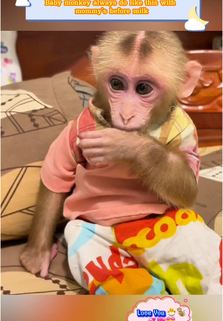 Baby monkey always do like this with mommy’s before milk #babymonkey #monkey #animals #monkeys #pet #animal #pets #loveanimals 