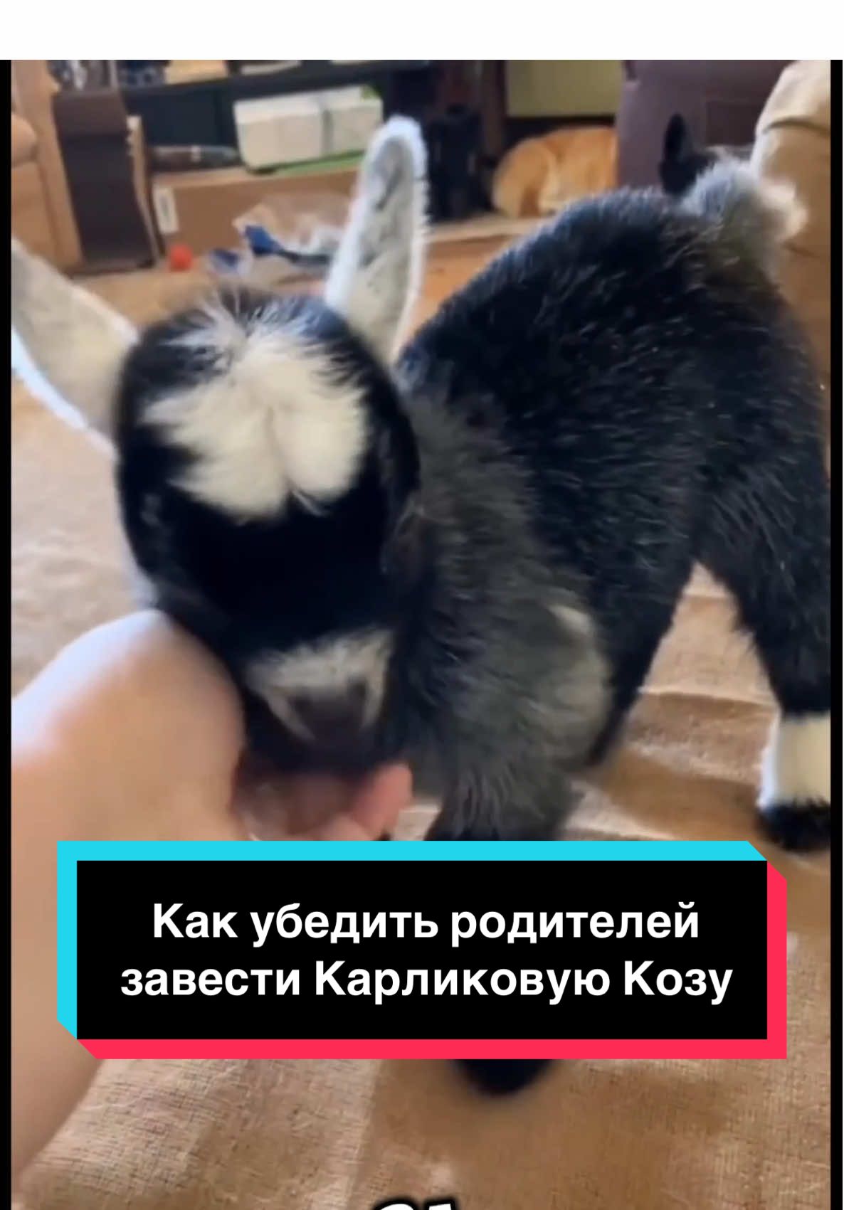 Как убедить родителей завести Карликовую Козу: Пошаговый план успеха!                                                     #рек #топ #врекпж #животные 