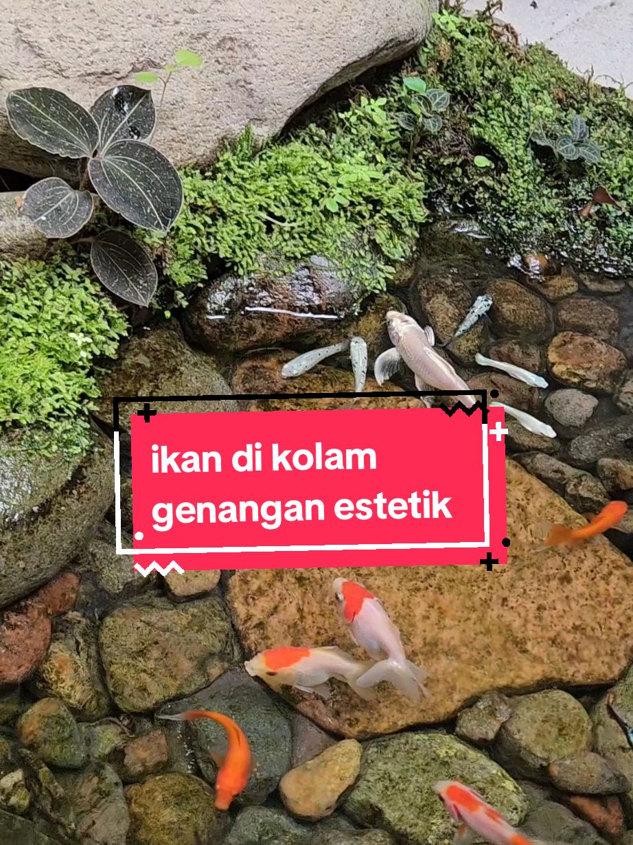 koleksi ikan di kolam genangan estetik #kolamnatural #naturalpond #mininaturalpond #dlyplant #kolamminimalis 