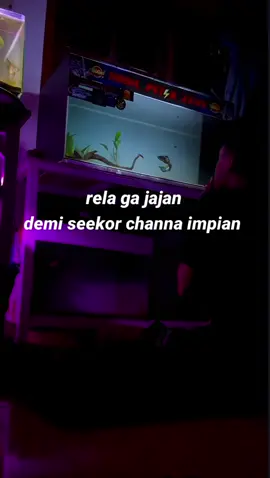 🤲🤲🤲🤲🤲 #aurantimaculata #channa #bismilahfyp #channaindonesia #channamaru #channalimbata #channabluepulchra #impianmutiktokawards #jarzcruel #jarzproject 