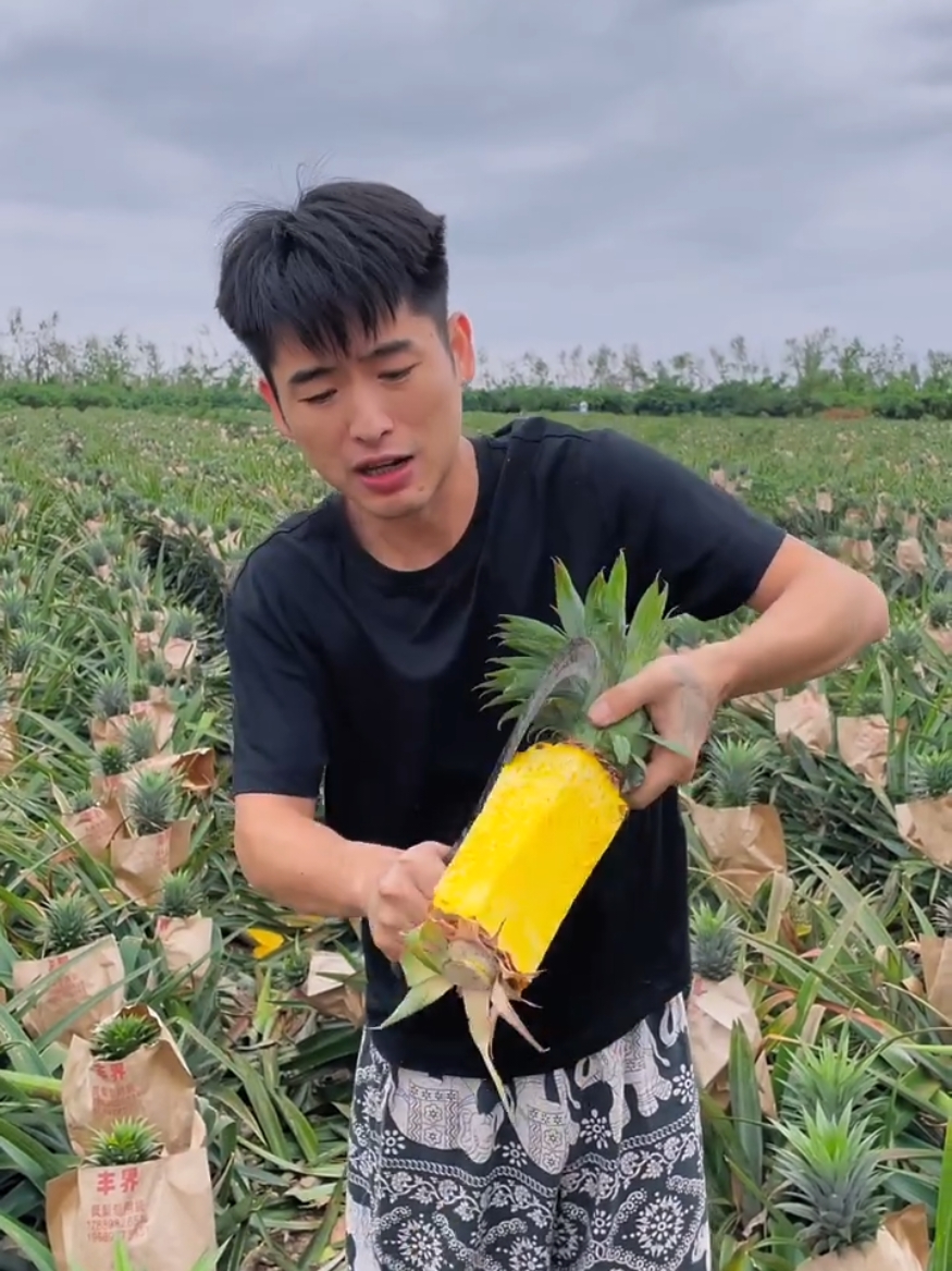 Farmers harvesting activities with rural farming life #fresh #pineapple #life #real #top #nature #asmr #2024 