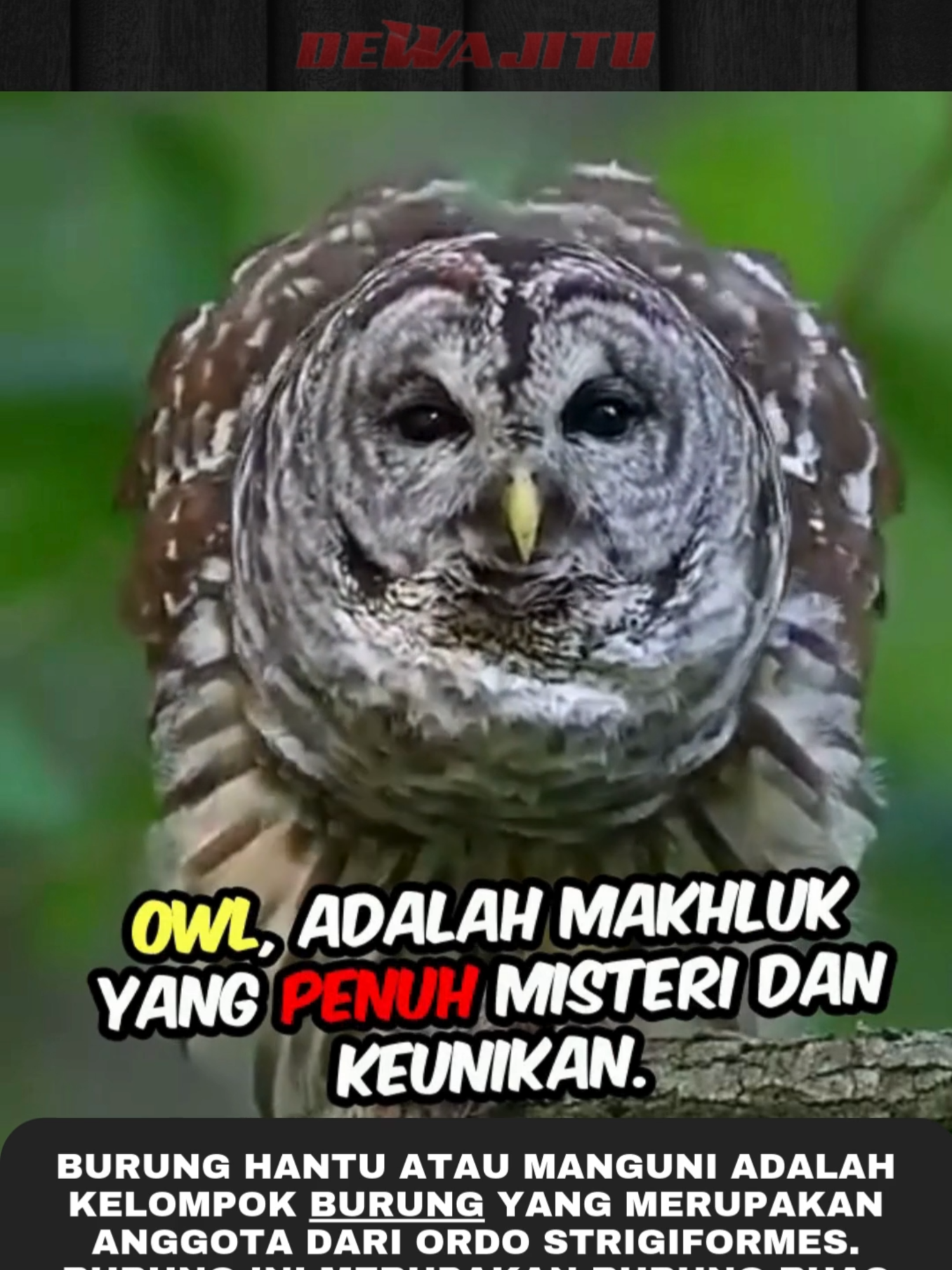 FAKTA UNIK BURUNG HANTU #faktaunik #ontrending #faktamenarik #fakta #dewafakta #fyp #tiktok #burunghantu