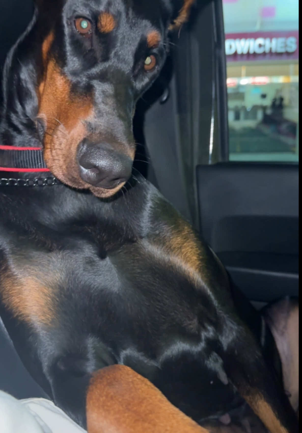 Men, get yourselves a lady who looks at you like this… #couplegoals 😂😍  #doberman #dobie #dobiemom #jeepdog #loveyou #dobermanpuppy #jeep #mybabygirl  @Izrafel Doberman Kennel 