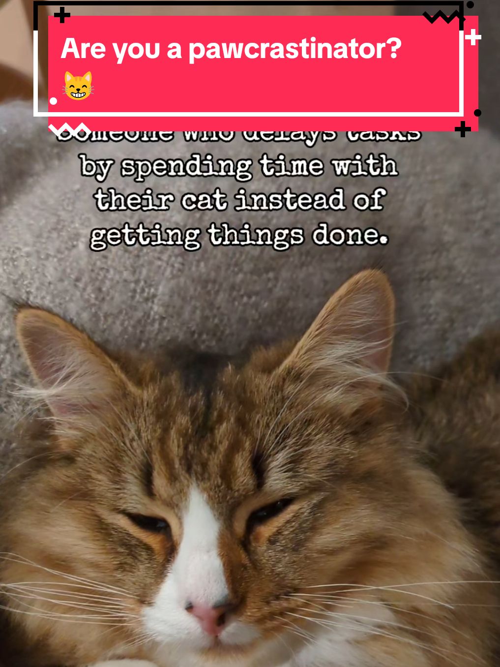 Are you a pawcrastinator? 😸 #catfacts #cattok #catlovers #kittenlovers #kittensoftiktok 