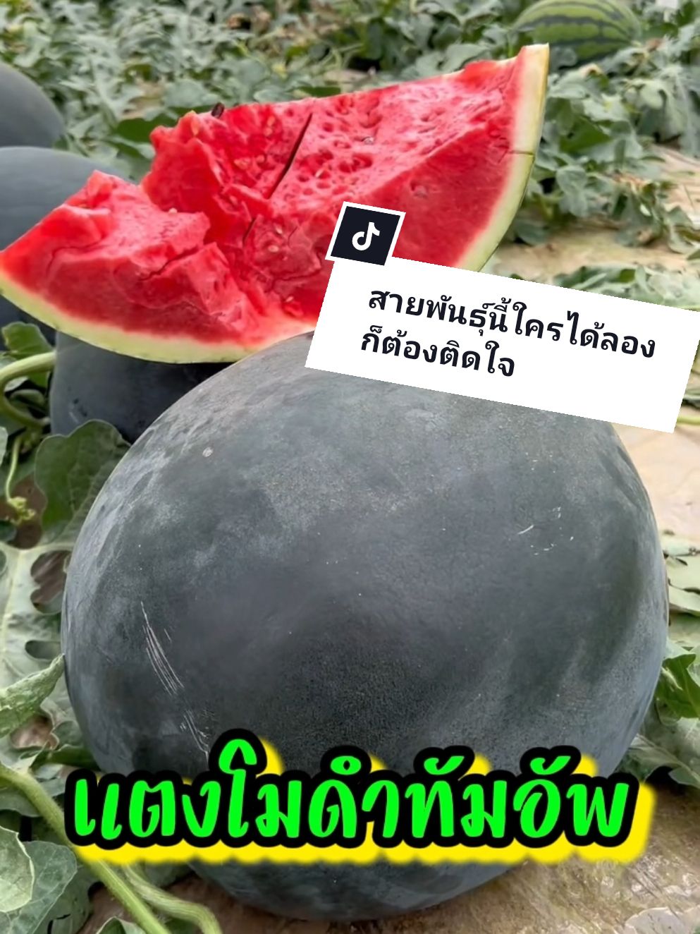สายพันธุ์หาทานยาก ‼️ แตงโมดำทัมอัพ #ทนโรคทนแล้ง #ปลูกได้ทุกพื้นที่ #เมล็ดพันธุ์ผักชาวสวน #พร้อมส่ง 