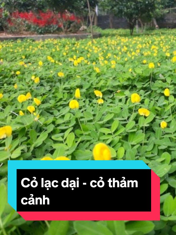 Hạt giống cỏ lạc dại- đậu phộng ( cỏ thảm cảnh ) tỷ lệ nảy mầm cao, dễ trồng dễ chăm sóc#hatgiong #hatgiongcolac #cothamcanh#xh #xuhuong #xuhuongtiktok 