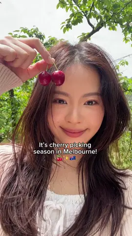 It’s cherry picking season in Melbourne!!! 🍒☀️ 📍 Ripe N Ready Cherry Farm Entry Fee/Eating Fee: $20 adults/ $10 children (5-15yo) Price per kilo: $18/kg (if you are planning to bring home the cherries you picked) #melbourne #melbournedateideas #melbournethingstodo #melbourneactivities #ripenreadycherryfarm #pickyourowncherries #cherrypicking #australia #summerinaustralia