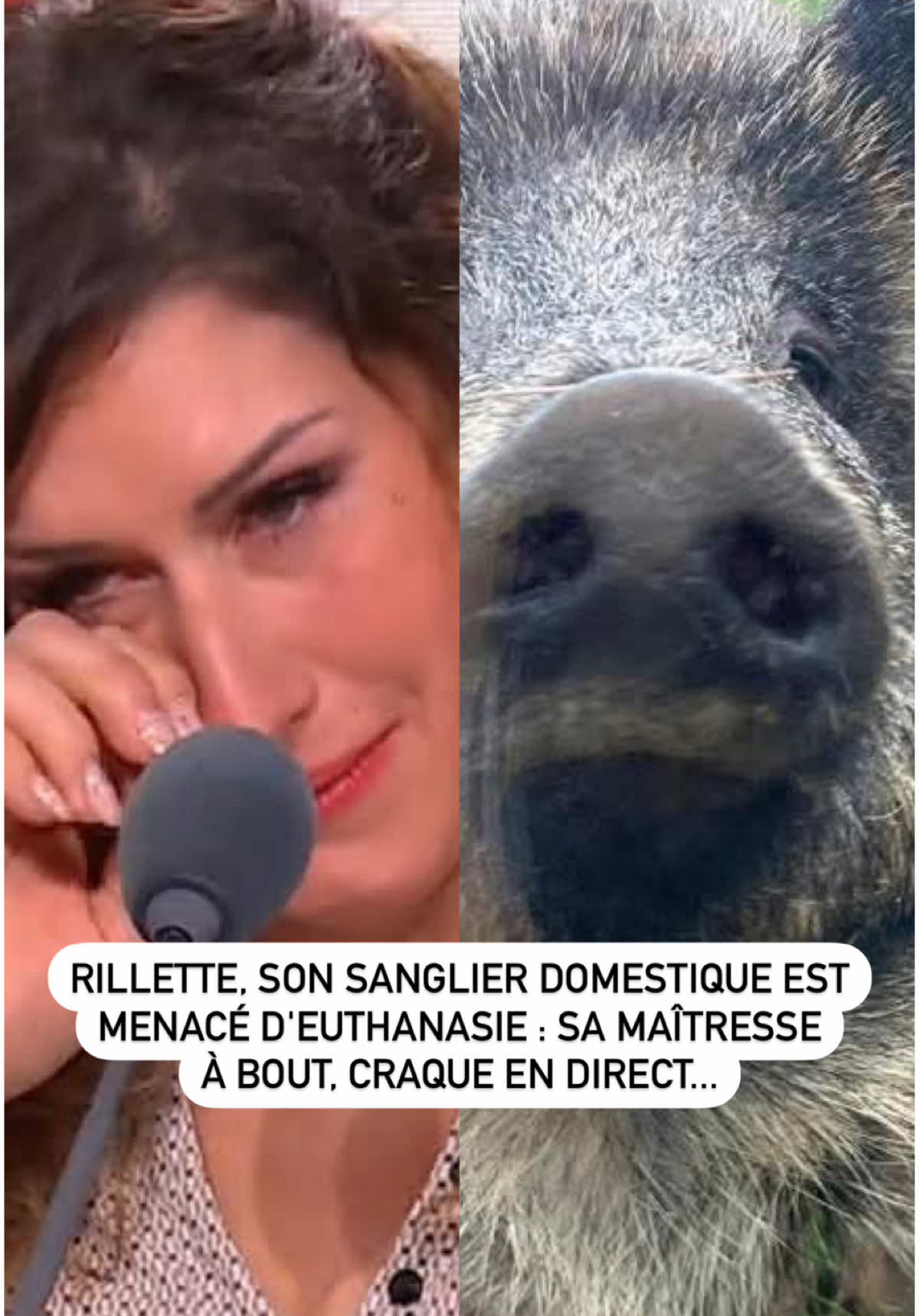 🐗 Elle a un #sanglier comme animal de compagnie, on veut lui prendre et l’euthanasier. Retrouvez #JulienCourbet et l’équipe de « Ca Peut Vous Arriver » du lundi au vendredi de 10H à 12H sur #RTL 📻 #cpva #sauvezrillette #radio