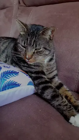 #cutecat 