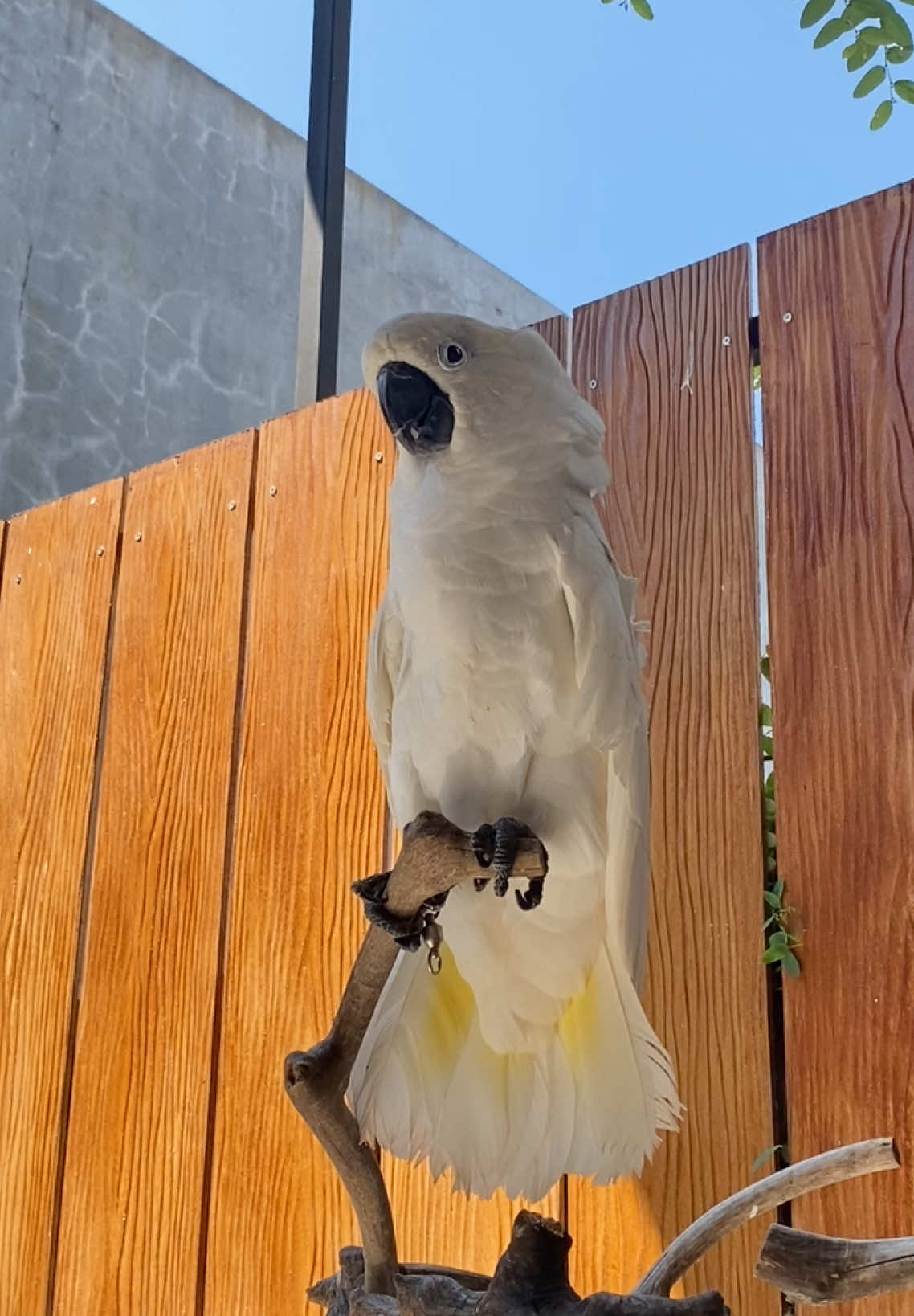 Diam melamun, Bergerak langsung Joget😅 • • Kakatua alba (certificate) #parrotsoftiktok #burungparrot #parrot #parrotslover #burunglucu #kakaktua #paruhbengkok #burungkakatua #cockatoo #kakatualba #alba #kakatuaputih 