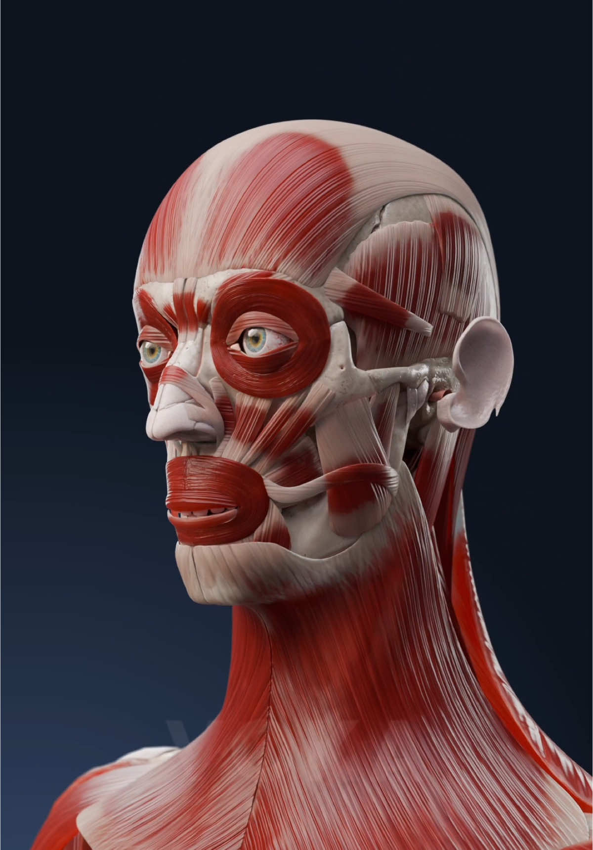 Head muscles anatomy - explore facial and cranial muscles with VOKA 3D Anatomy & Pathology   Whether you're studying cranial muscle disorders, preparing for medical exams, or simply fascinated by the functional anatomy of the head, this 3D model will enhance your learning experience. With VOKA Anatomy Pro, you can unlock a wealth of knowledge about the facial and cranial muscles, exploring both their normal anatomy and any pathologies that may affect their function. #headmuscles #cranialmuscles #facialmuscles #3danatomy #medstudents #medicalstudents #medicaltsudent #digitallearning #humanbody