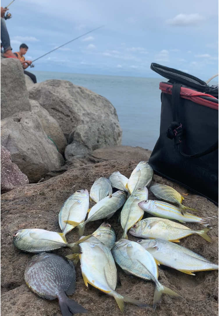 HASIL HARI INI 🎣 #fyppppppppppppppppppppppppppp #mancingpinggiran #TikTokAwardsID #fyp #tiktok #salamolahraga🇮🇩 