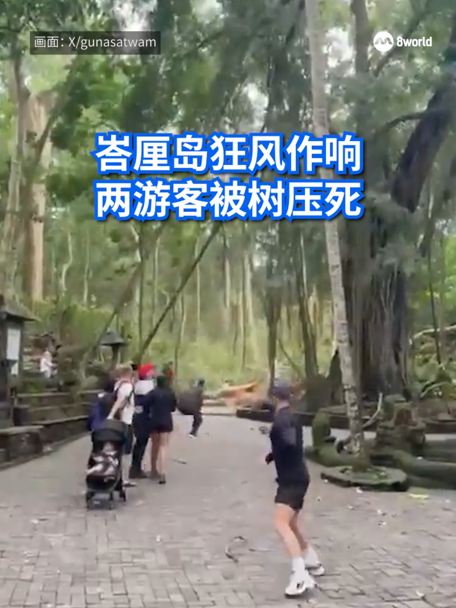 印度尼西亚峇厘岛的热门旅游景点乌布猴林，发生游客遭断裂树木枝干砸中身亡事故。##8worldnews #indonesia #baliindonesia #treefalling  Auto translation might not be accurate. Click to see original.