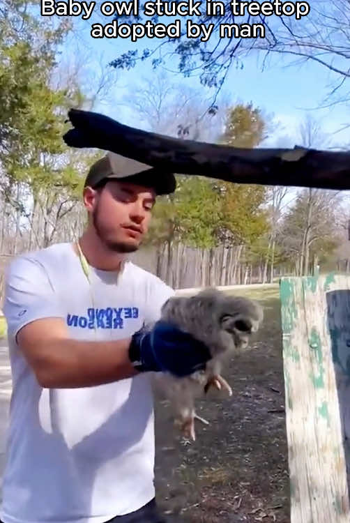 Rescue an baby owl #rescue #rescueanimals #animal #fyp #owl #owlsoftiktok 