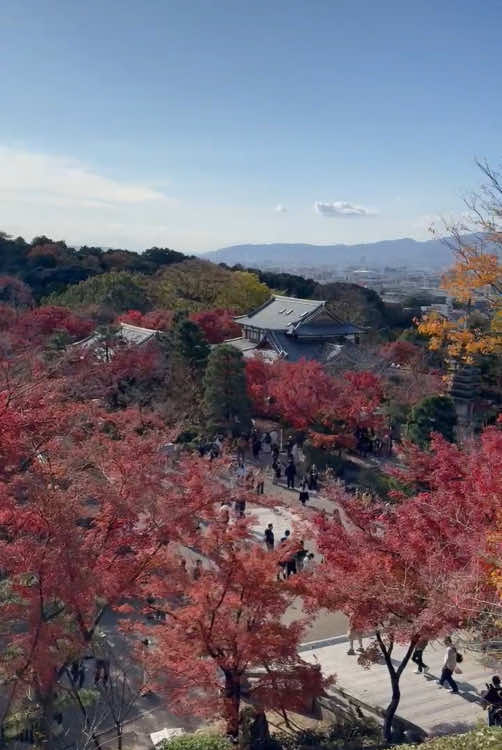 Kata Kata ada di komen👉#mentahan #japan #kyoto 