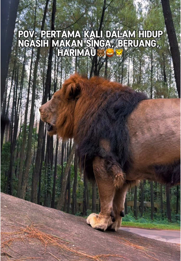 Ngasih makan hewan buas di taman safari prigen pasuruan..  seru poll, Lanjut part 3 nggak? atau kalian penasaran berapa harga tiket buat ngasih makan hewan buas ini?  Tulis di kolom komentar ya, aku kasih informasi harga dan riders nya! #tamansafari #tamansafariprigen  #tamansafariindonesia #explorepasuruan #safaridate #hewan #jawatimur #fypage 