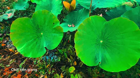 Hoá ra những đau lòng vì người mình thương nhất cuối cùng người mình thương vẫn không thương mình #chill #binhyen #tramtrang #xuhuongtiktok #hoanghon #lofi #63tiengiang 