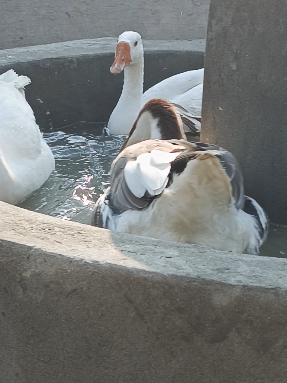 We Made New Swimming Pool for Ducks #foryoupage❤️❤️ #foryou #fyp #fancyhen #trendingvideo #virel #hen #ducks #fancyducks #ducksswimming #geese #pool #waterpool #goose #gooseneck 