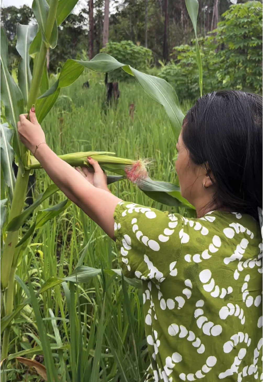 panen sayuran di ladang 