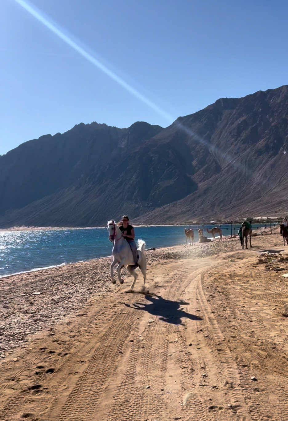 Pur arabic blood horses are something else when it comes to speed #horse #egypt #travel #fyp 