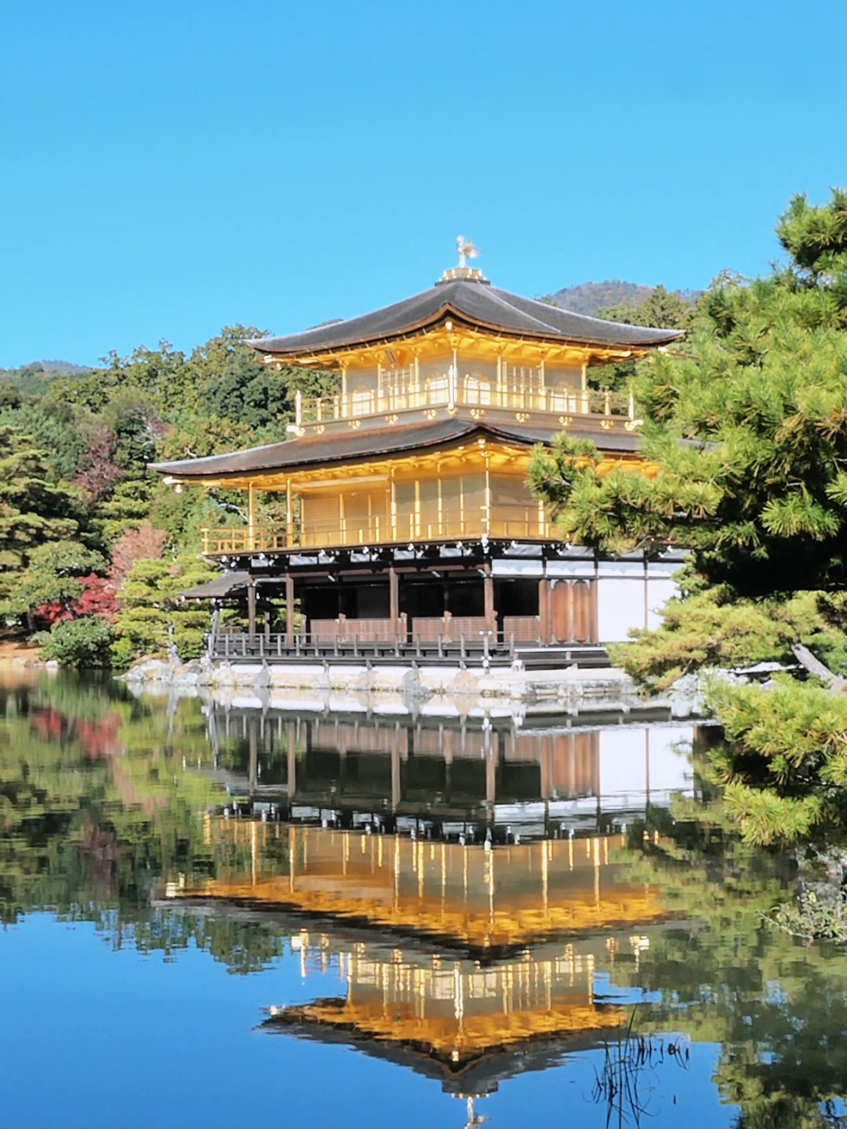 A glimpse of Kyoto - Kinkaku-Ji 🍁✨️🌱🦆⛩️ #Kyoto #京都 #Autumn #Kinkakuji #TempleoftheGoldenPavilion #京都 #秋 #金閣寺 #Dailylife #Hangout #Outdooractivities #Travelling #旅行 #Love #Japan #日本 #NhatBan #Thankyou #Happy #Exploring #ExploringJapan #Khampha #KhamphaNhatban #Travel #Edit