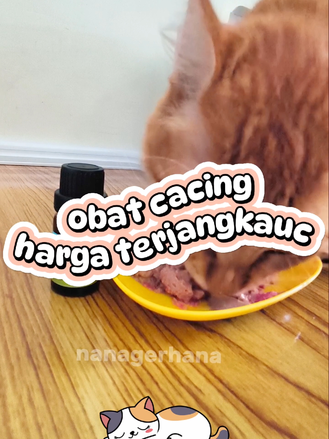 promo guncang 12.12 ‼️ obat cacing kucing harga terjangkau @dewarangga.official  #dewaranggaofficial #cutecatrevolution #bebascacing #obatcacingkitten #obatcacingmother #cacawbydewaranggaobatcacing 