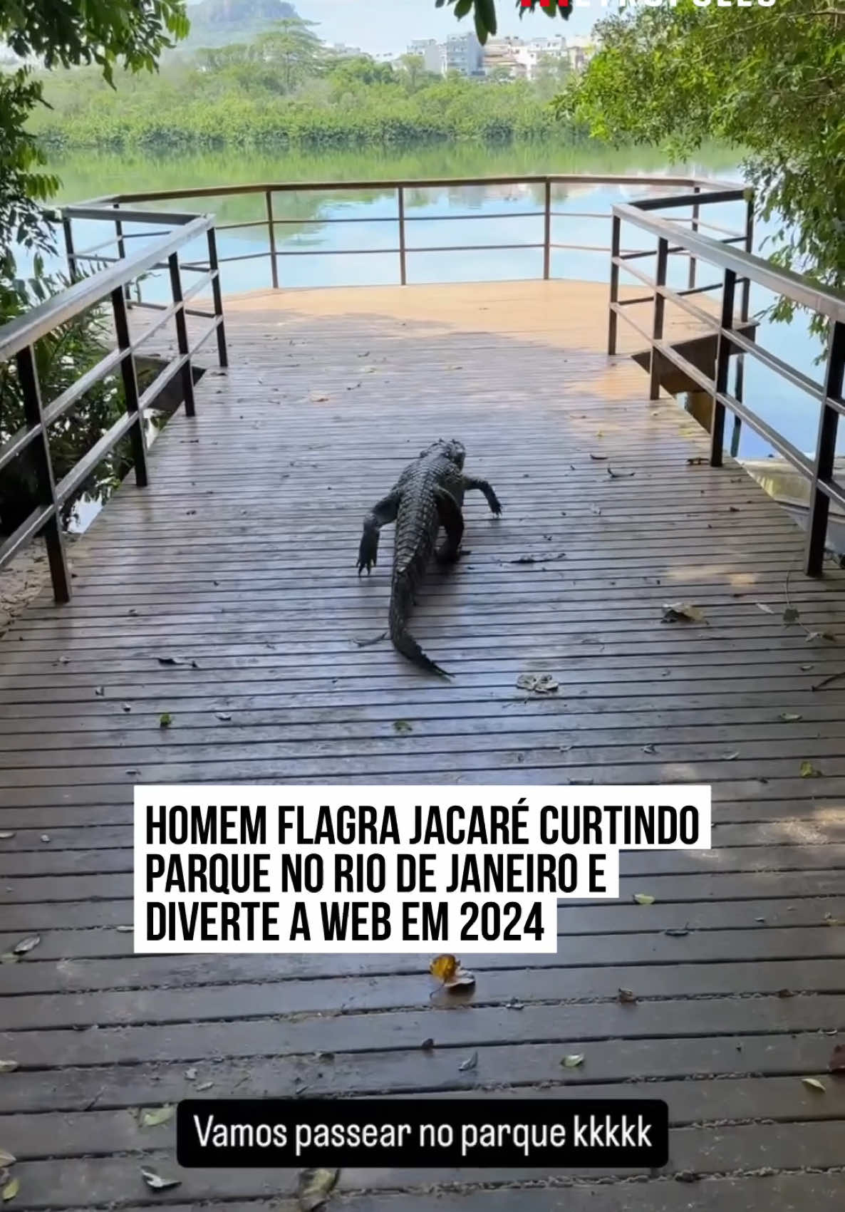 🐊🤣 Um casal tomou um grande susto ao flagrar um #jacaré curtindo a natureza em um parque no #RiodeJaneiro. A cena inusitada e a conversa que o rapaz tem com o animal divertiu a web em 2024. Nas imagens, o homem filma o jacaré andando pelo deck do parque: 
