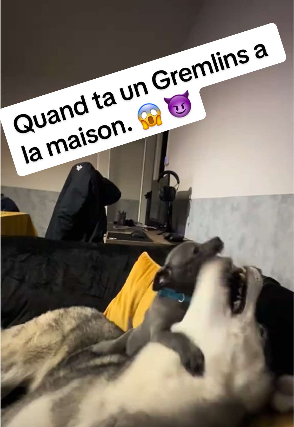 Il est complètement possédé ce Gremlins😱😈  #Staffy #Gremlins