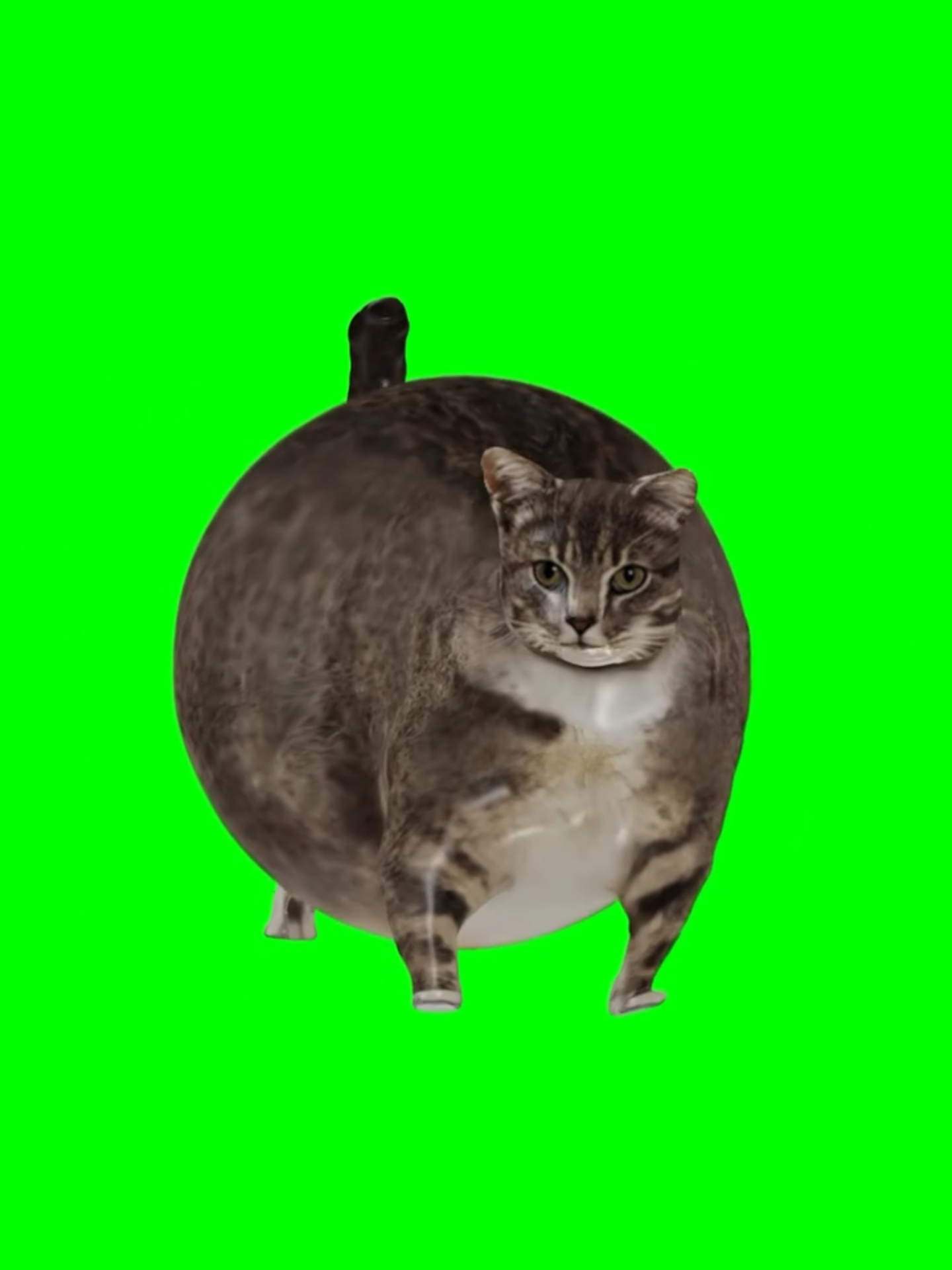 New Versione Oiiai Cat #oiiaicat #oiiai #catsoftiktok #fyp #2024 #meme #fypage ##spinningcat #greenscreen #funnycat #cats ##fypツ