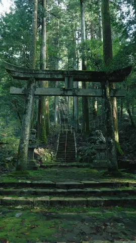 📍瀧神社【岐阜】 Gifu - Taki shrine 瀧神社は、岐阜県美濃市乙狩にある神社で、高賀山を囲む高賀六社の1社。 10世紀中頃、この地に妖怪さるとらへびが住み付き、村人に危害を加えているのを聞いた朝廷が、藤原高光をこの地に遣わし、妖怪を退治させたという伝説がある。 滝の近くの洞に　さるとらへびの棲家があり、退治する目的で滝のほとりに祠を建立したのが、瀧神社の始まりと伝えられる。 Taki Shrine is located in Otogari, Mino City, Gifu Prefecture, and is one of the six Koga shrines surrounding Mt. Legend has it that around the middle of the 10th century, when the Imperial Court heard that the yokai sarutora hebi had taken up residence here and were harming the villagers, they sent Fujiwara no Takamitsu to the area to exterminate the monsters. It is said that the Sarutora snake lived in a cave near the waterfall and that a shrine was built by the waterfall to exterminate the snake, which was the origin of Taki Shrine. Camera: SONY ZV-E1 / FE35mm F1.4 GM , FE24-70 F2.8 GM Gimbal : DJI RS4 More reels🎥: @howell.wakayama  I'm videographer in Wakayama, Japan ______________ #Japan #japantravel #japantrip #visitjapan #traveljapan  #岐阜#gifu #岐阜観光 #youtuber #japantravel #瀧神社 #美濃 