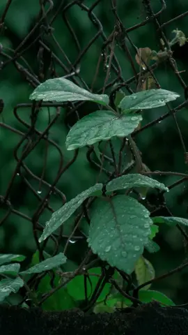 Cơn mưa tháng 12 🌿 #rain #mưa #fujifilm 