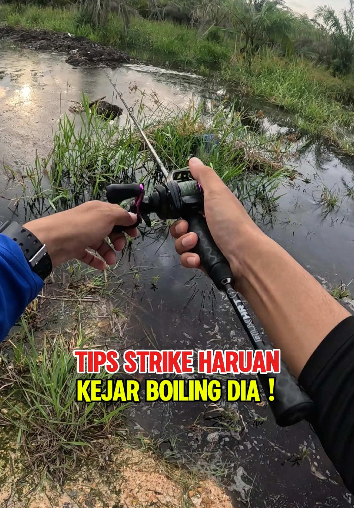 Tip haruan. Baling di tempat dia main/boiling. #kakimancing #joranvibes #castingfishing🎣 #spiningreel #mancingliar #mancingmania #haruancurut #haruanbujuk #kumpauitupastistrikeiturezeki #haruanketutu #ladyangler #kumpau #spiningreelfishing #casting #ikangabus #mancingmaniamantap #kumpauitupasti #tipsmancing #haruangorgon #softfrogs #softplastic #peacockbass #asasmemancing #softfrog #banjir2024 #kelantanbanjir #musimbanjir #kelantanbanjir2024 