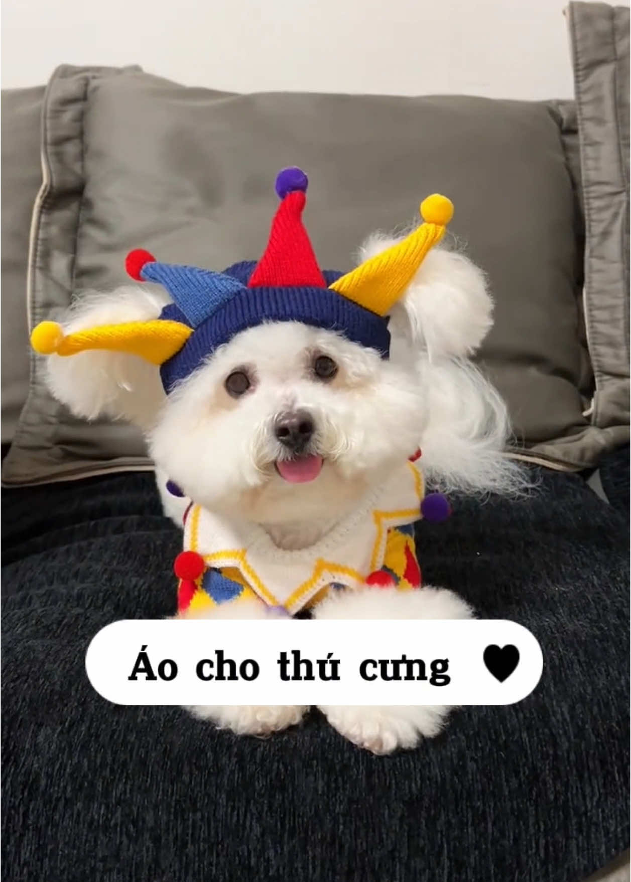 Mùa đông đến rồi, lên đồ thôi Sen ơi 🐶 #quanaothucung #quanaothucungcute #quanaochomeo #cunyeu #fyp #dog #cute #thucung #poodle #bunquystoc 