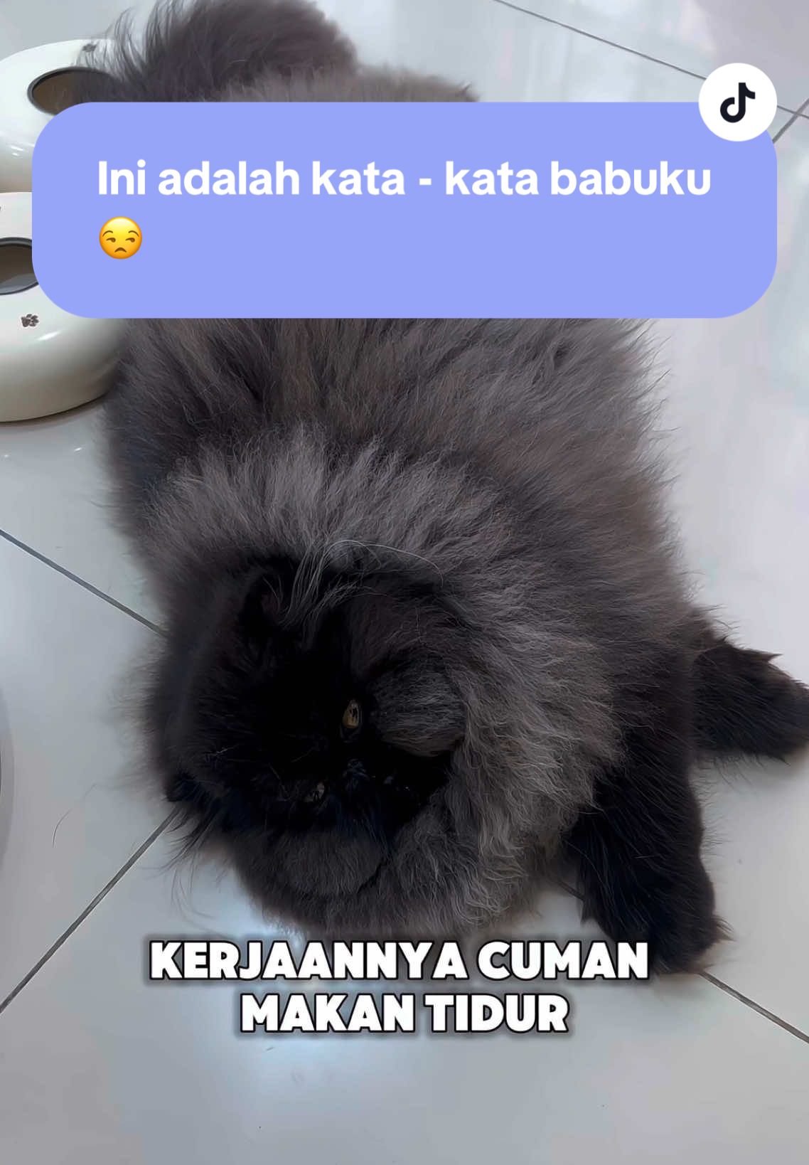 Padahal nggak gitu lho~  #cat #catlovers #cutecat #catsoftiktok #kucinglucu #blackcatsoftiktok #foryoupage #blackcat 