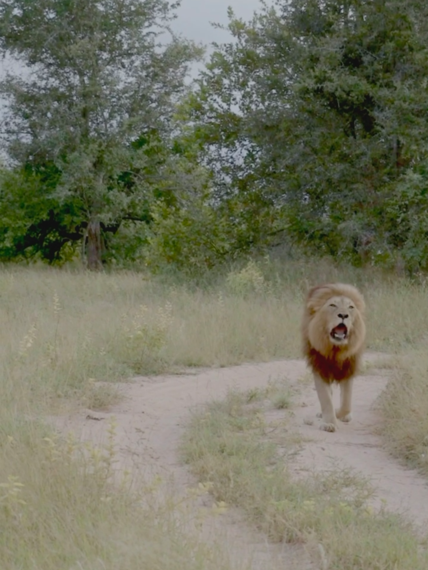 🔈 Feel the power! Turn up your volume to hear this lion calling out in the wild 🦁🌍 #wildanimals #nature #safari #asmr #africa #southafrica #lion